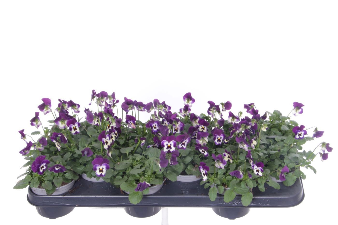 Viola cornuta Deltini Violet face, D 11