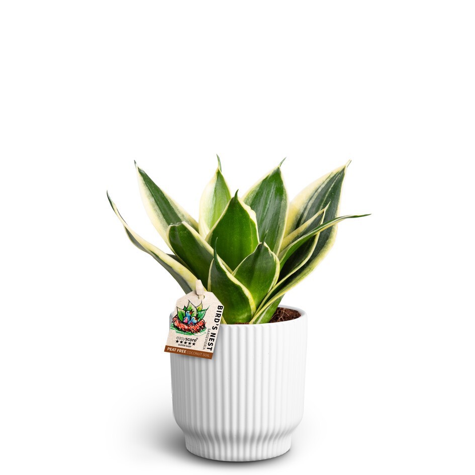 Nordic White, Sansevieria Hahnii Pagoda, D 10