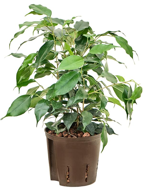 Ficus benjamina 'Danielle', D 13 cm