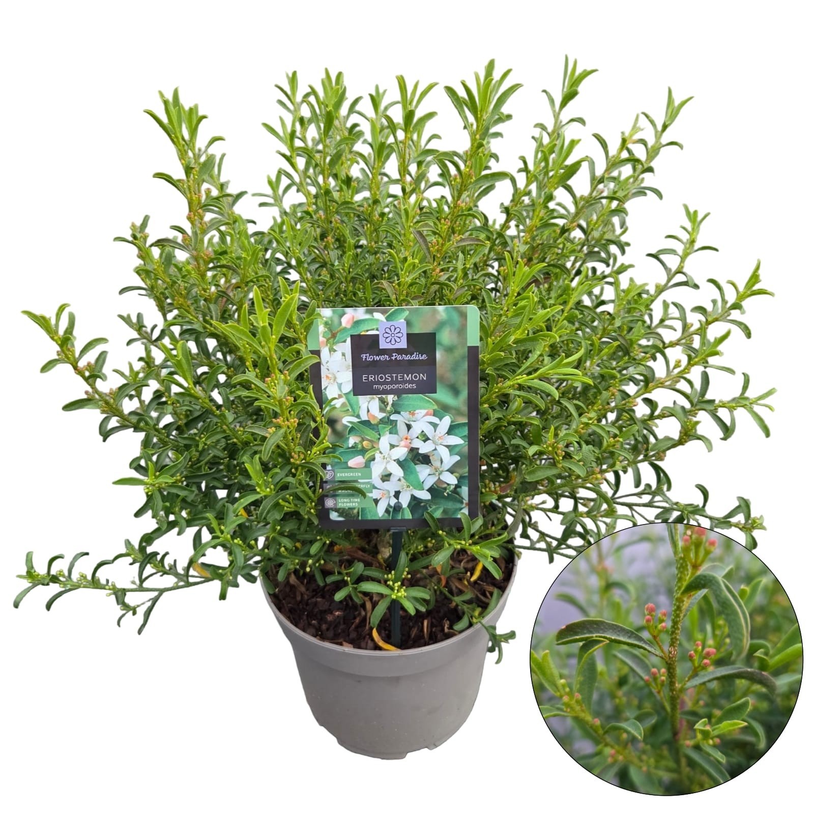 Eriostemon myoporoides, D 23