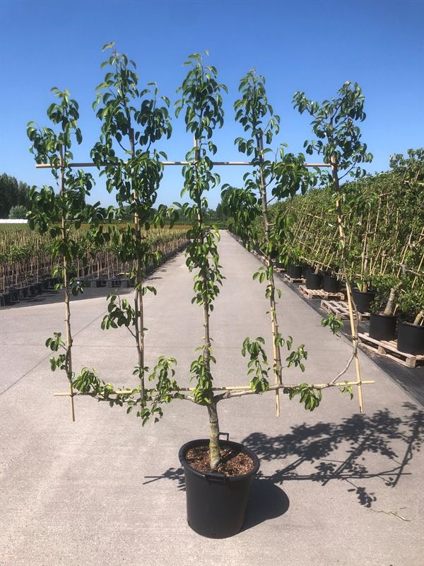 Pyrus comm. 5-arm Hooivork Peer in hooivork vorm, D 50