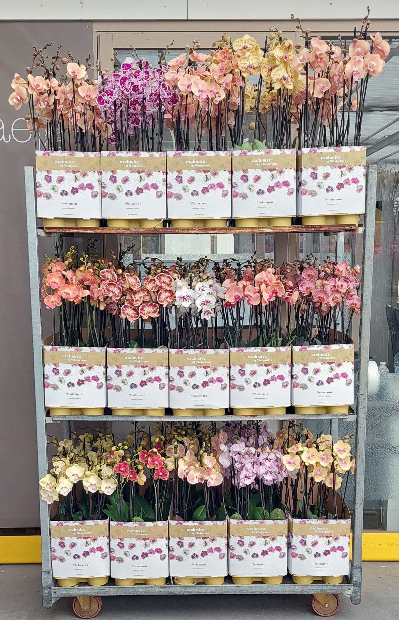 15 limited kleuren 2 tak 70cm (RIJP), D 12