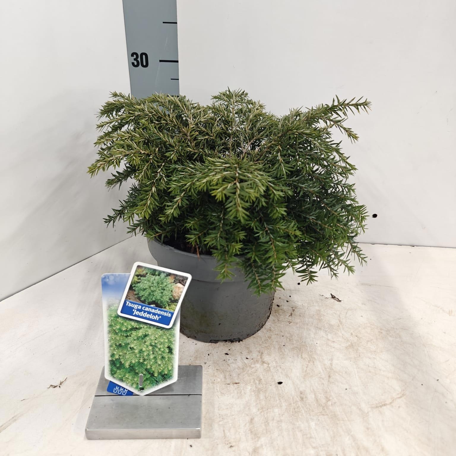 Tsuga can. ‘Jeddeloh’, D 19