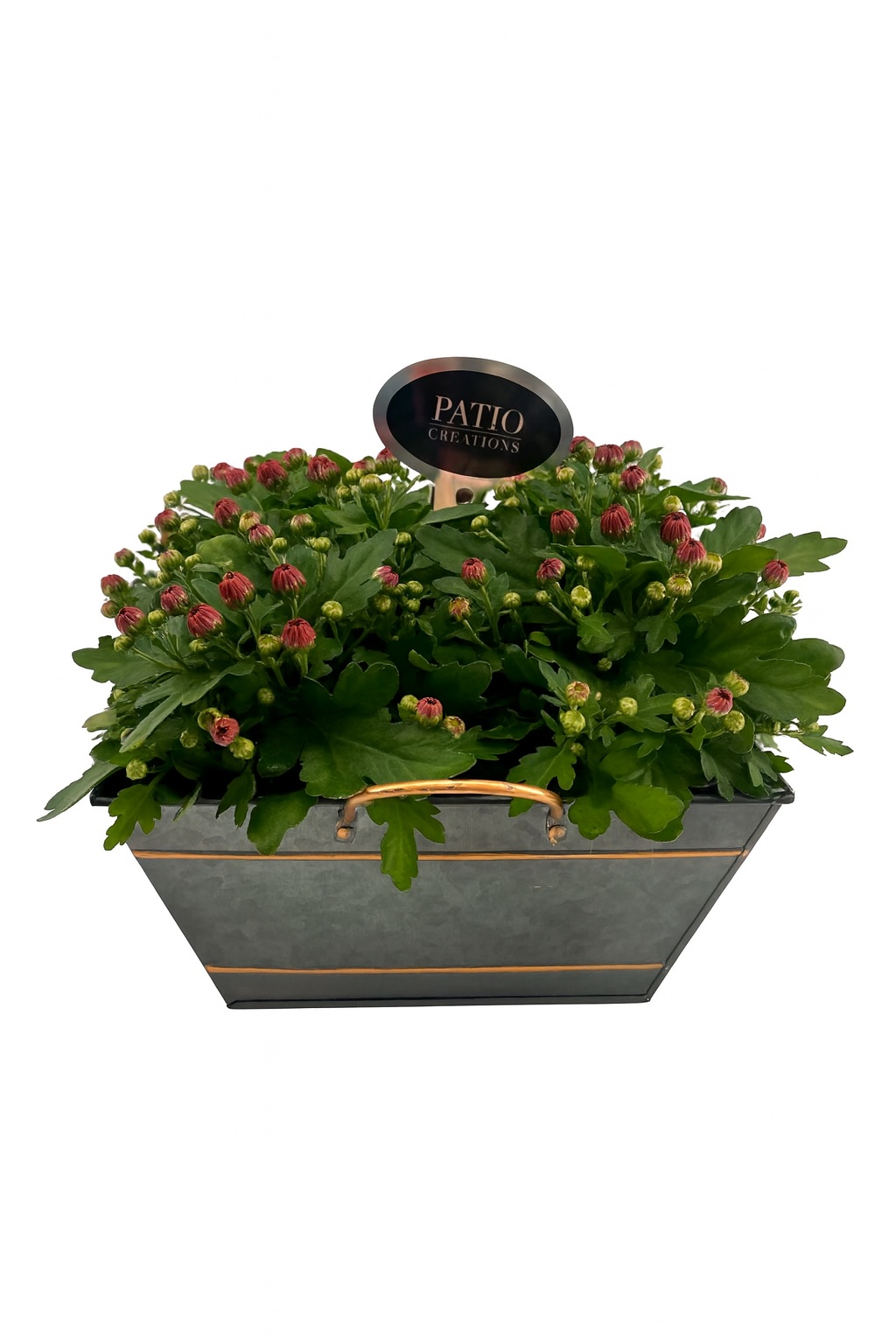 CHR840-9006 Chrysanthemum Sterre zink vierkant, D 23 cm CHR840-9006 Chrysanthemum Sterre zink vierkant, D 23 cm