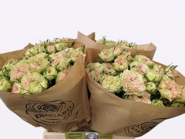 Роза куст. Грэндмас Дэйзи 40, шт.