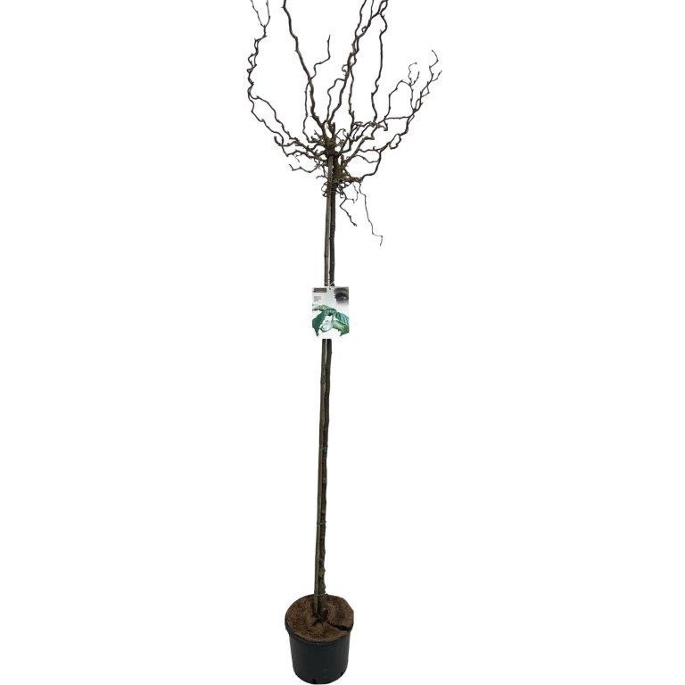 Corylus Medusa stam 120cm, D 27