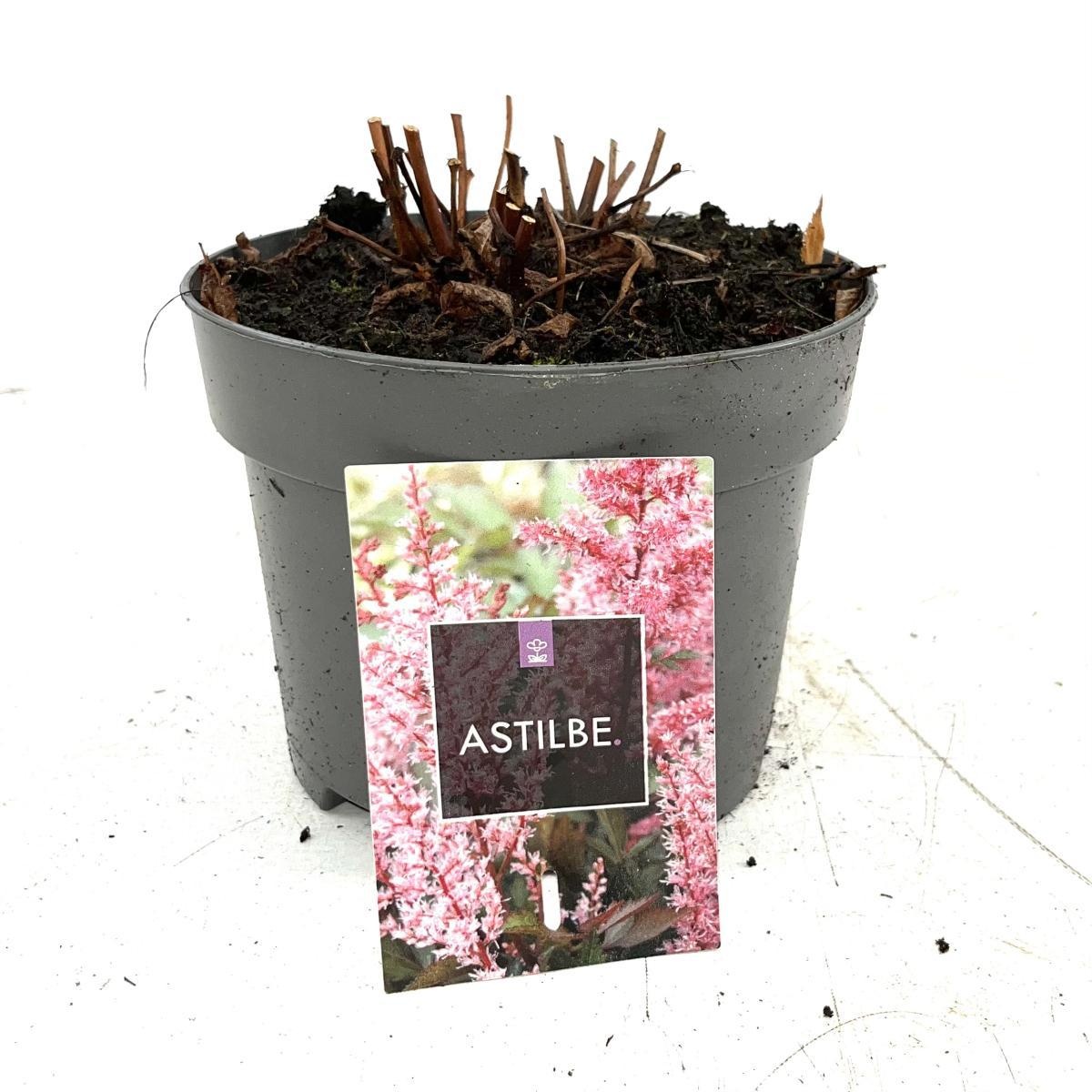 Astilbe japonica, rose, D 17