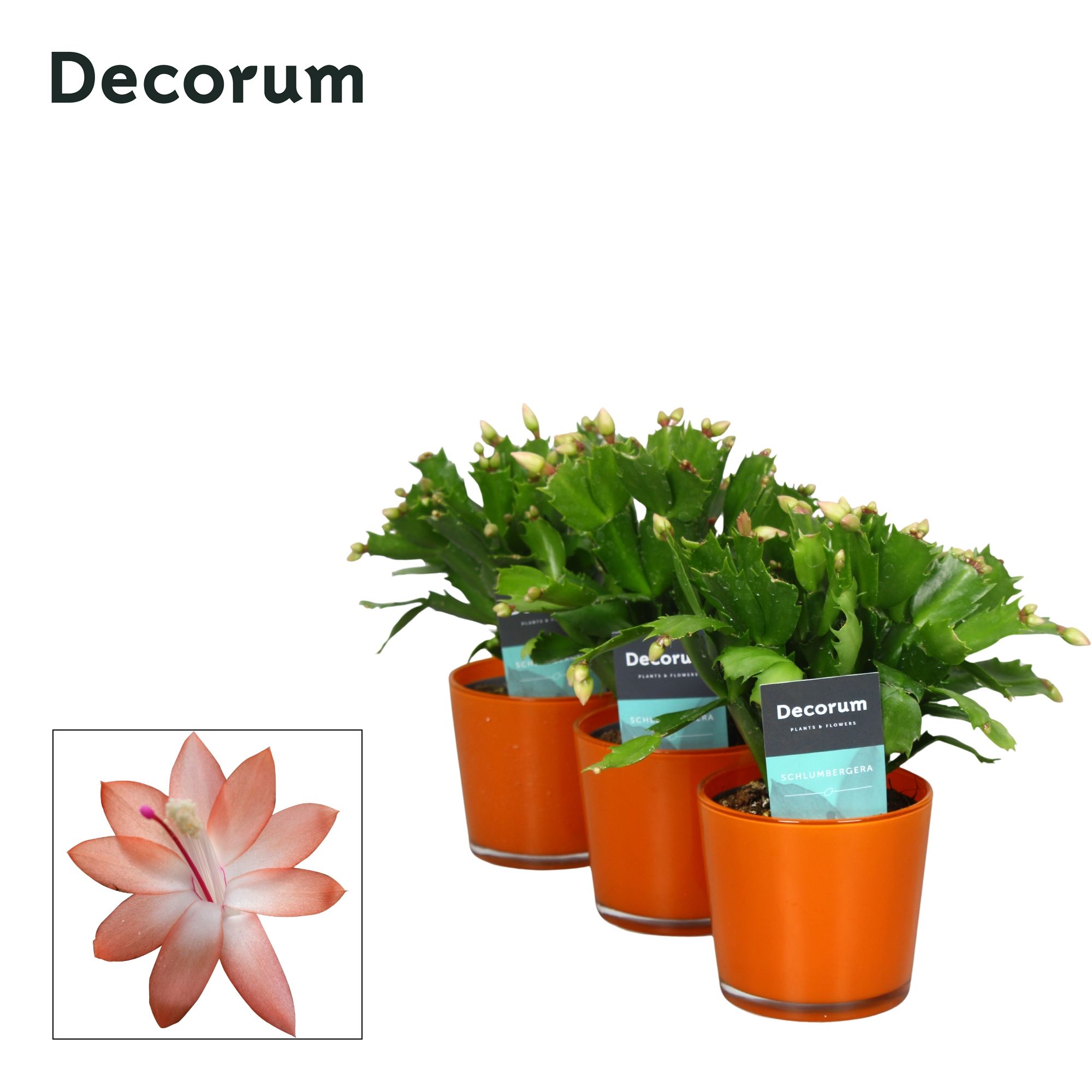 Schlumbergera - 9 cm - Glaspot Nashville orange - Decorum, D 9 cm