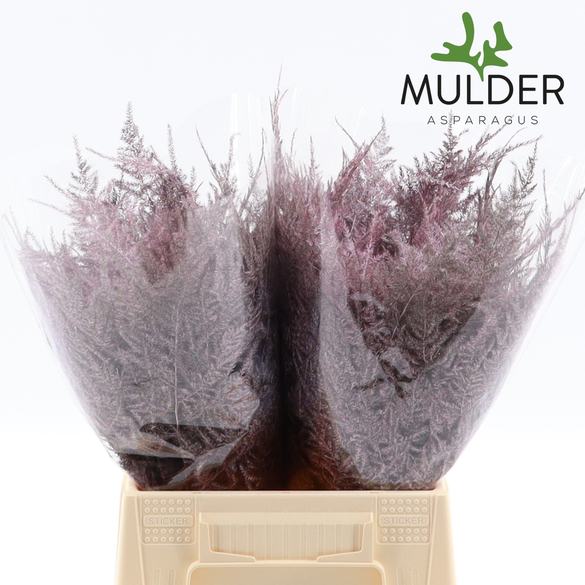 Аспарагус Овериг Крашеный (краш. ) 45, шт.