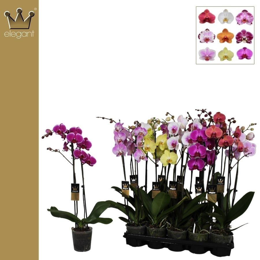 Phalaenopsis 2 tak gemengd 16+ bloem, D 12