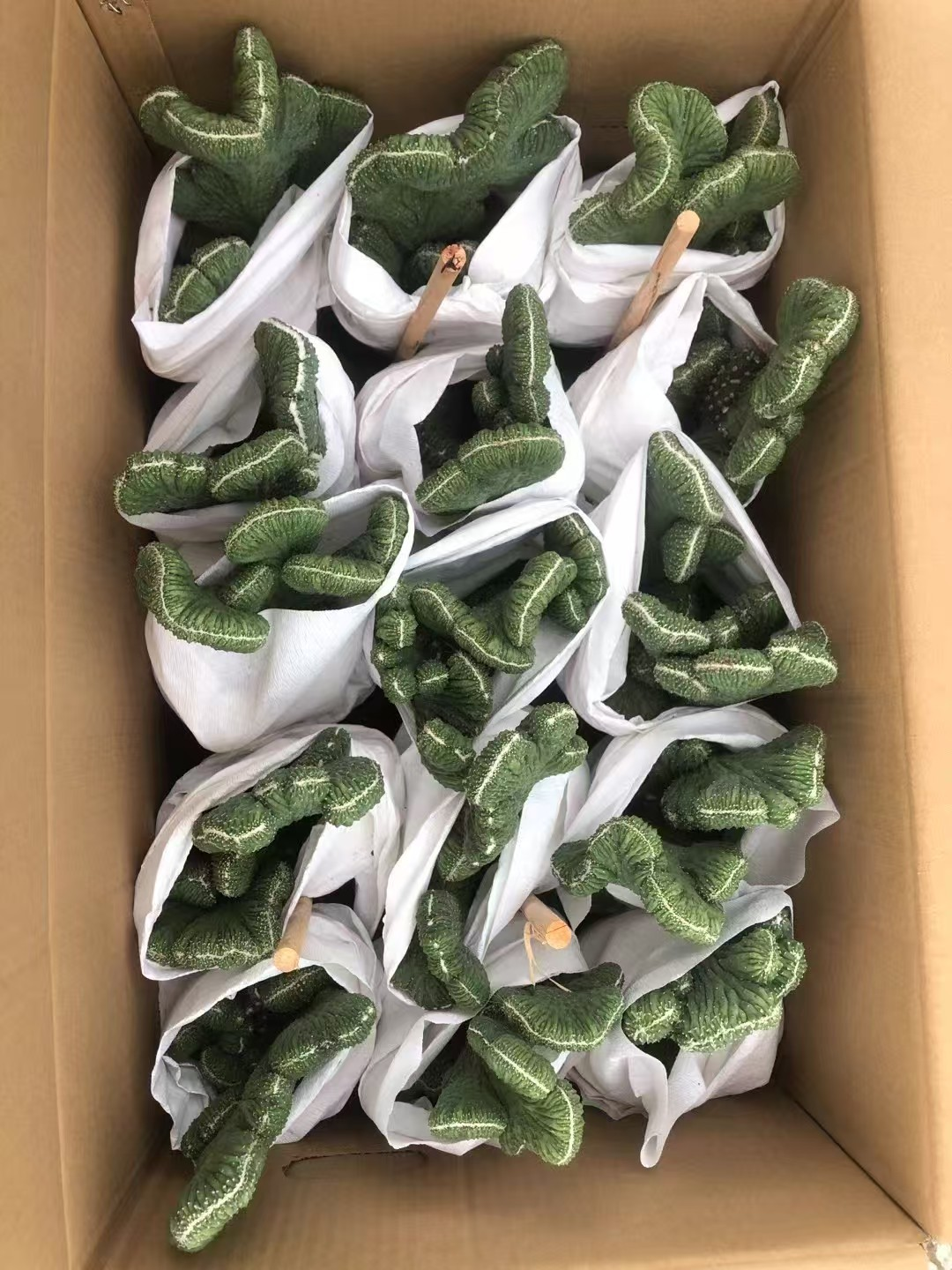 кактус Файв Фингер Маунтин 13 25