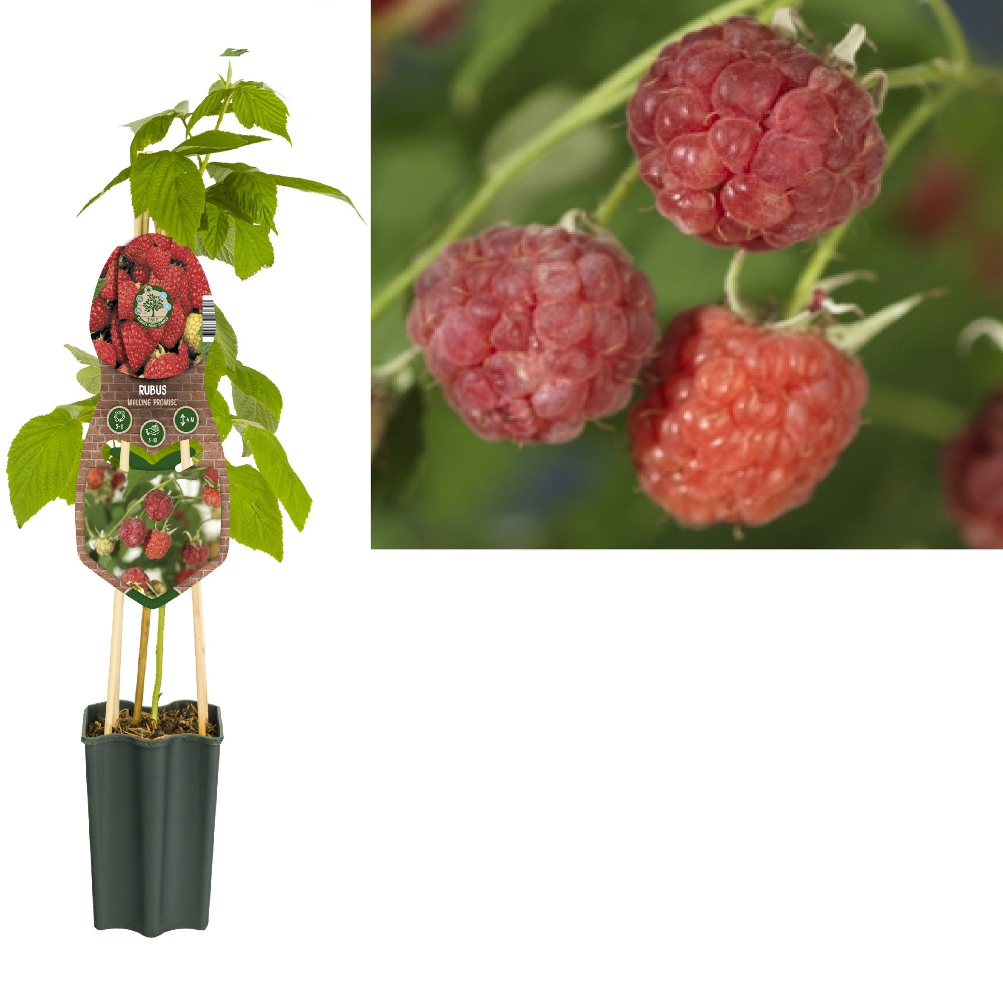 Rubus 'Malling Promise' +3.0 label, D 15