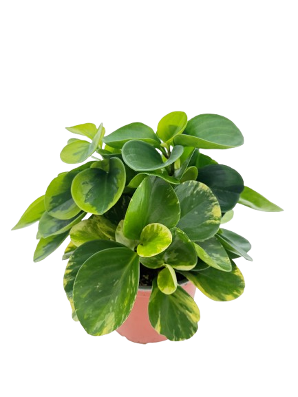 BB Peperomia Obtusifolia Gemengd P17, D 17
