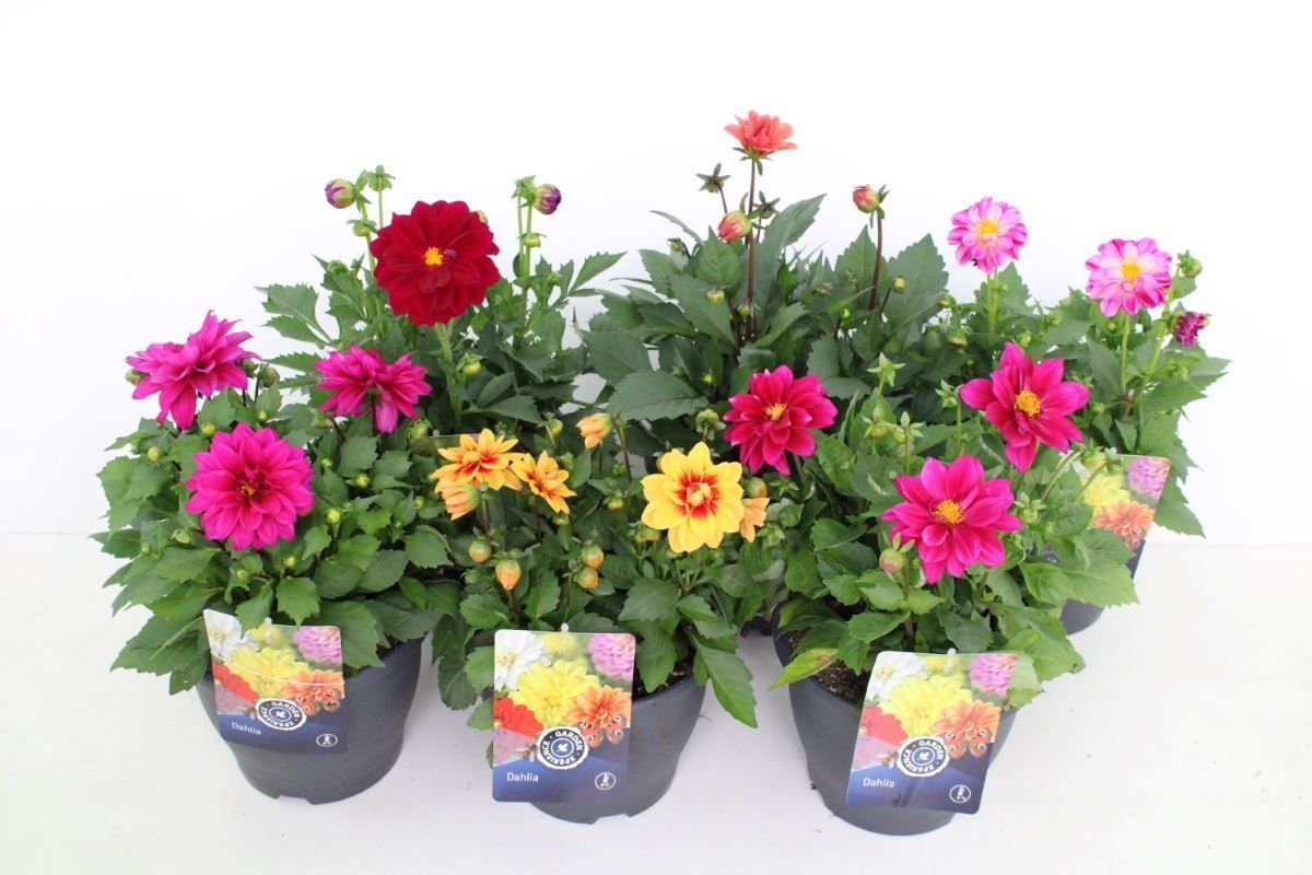 Dahlia Labella mix, D 23