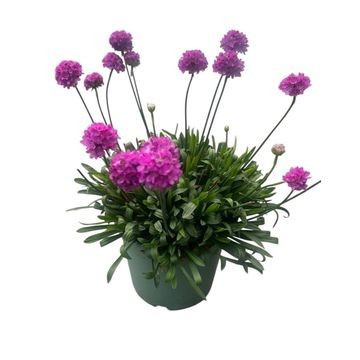 Armeria Dreameria Vivid Dreams Purple, D 14
