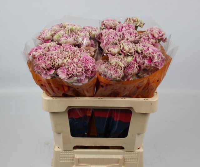 Диантус од. Антигуа, шт.