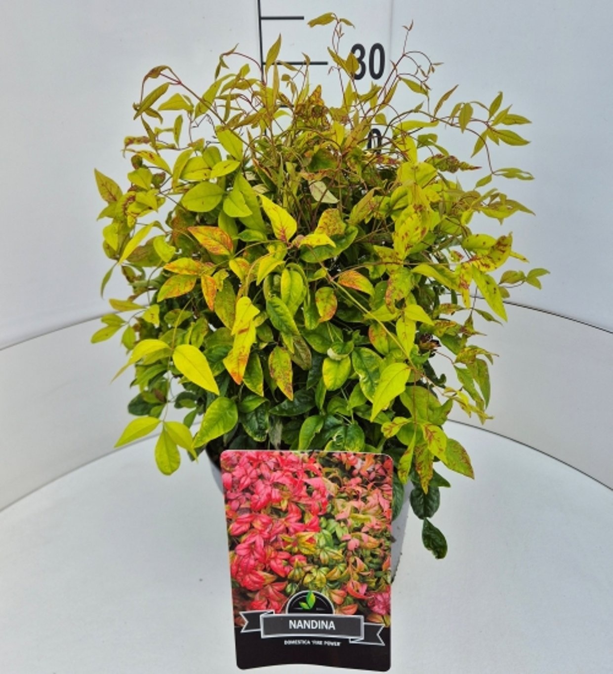 Nandina d. 'Firepower', D 28