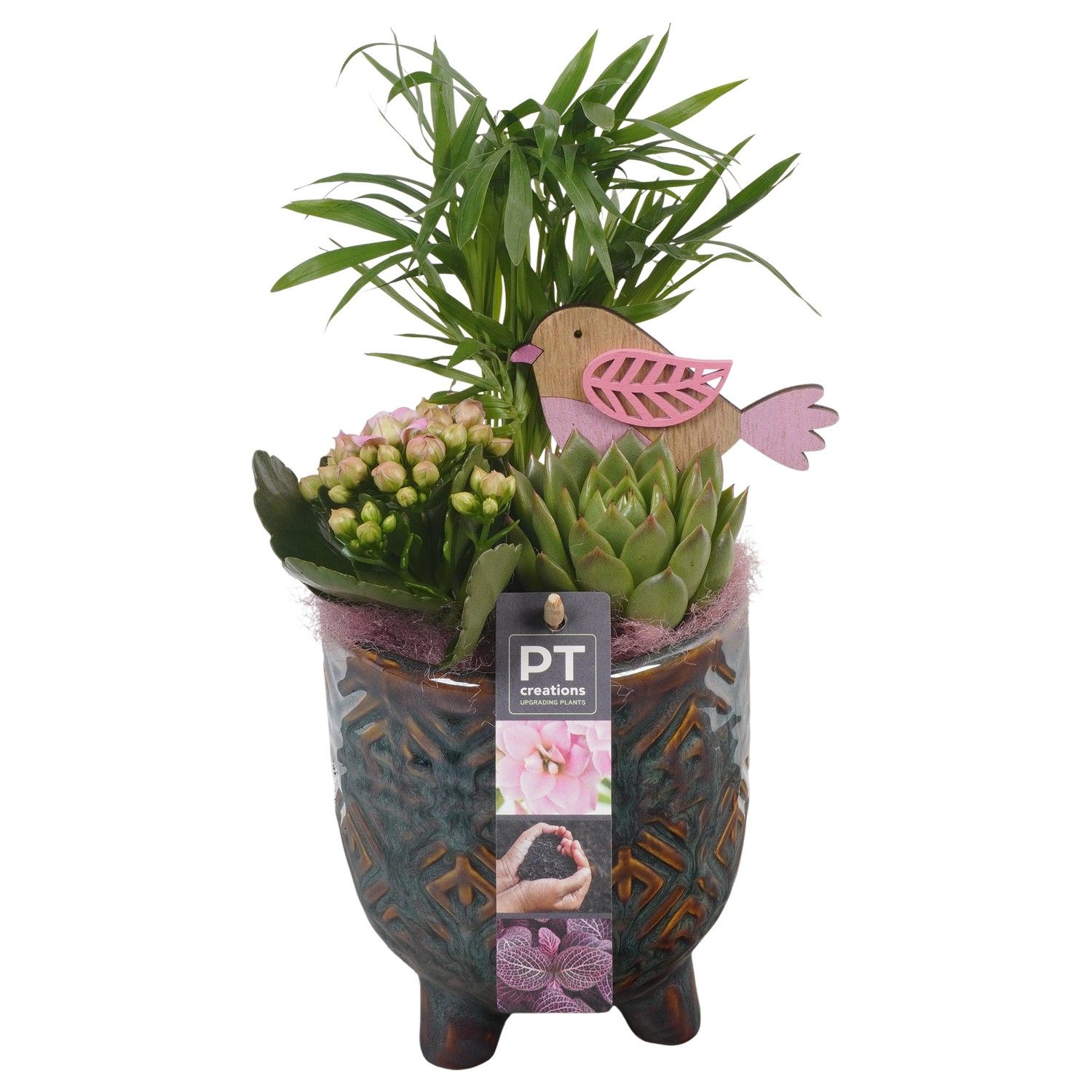 PTIB6488 Arrangement Indoor in keramiek pot, D 13 cm PTIB6488 Arrangement Indoor in keramiek pot, D 13 cm