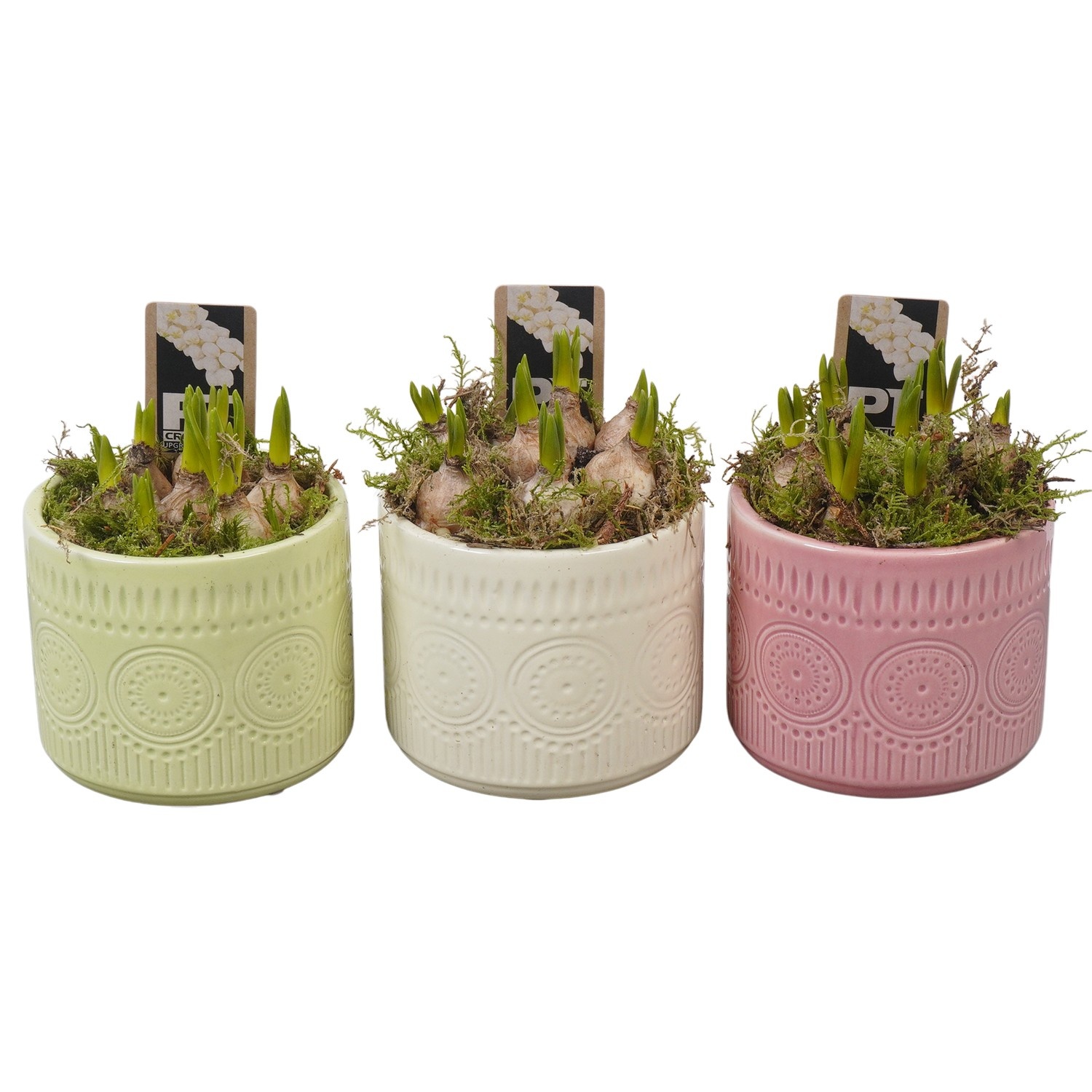 PTWMB8155 Arrangement Muscari White in keramiek pot, D 12