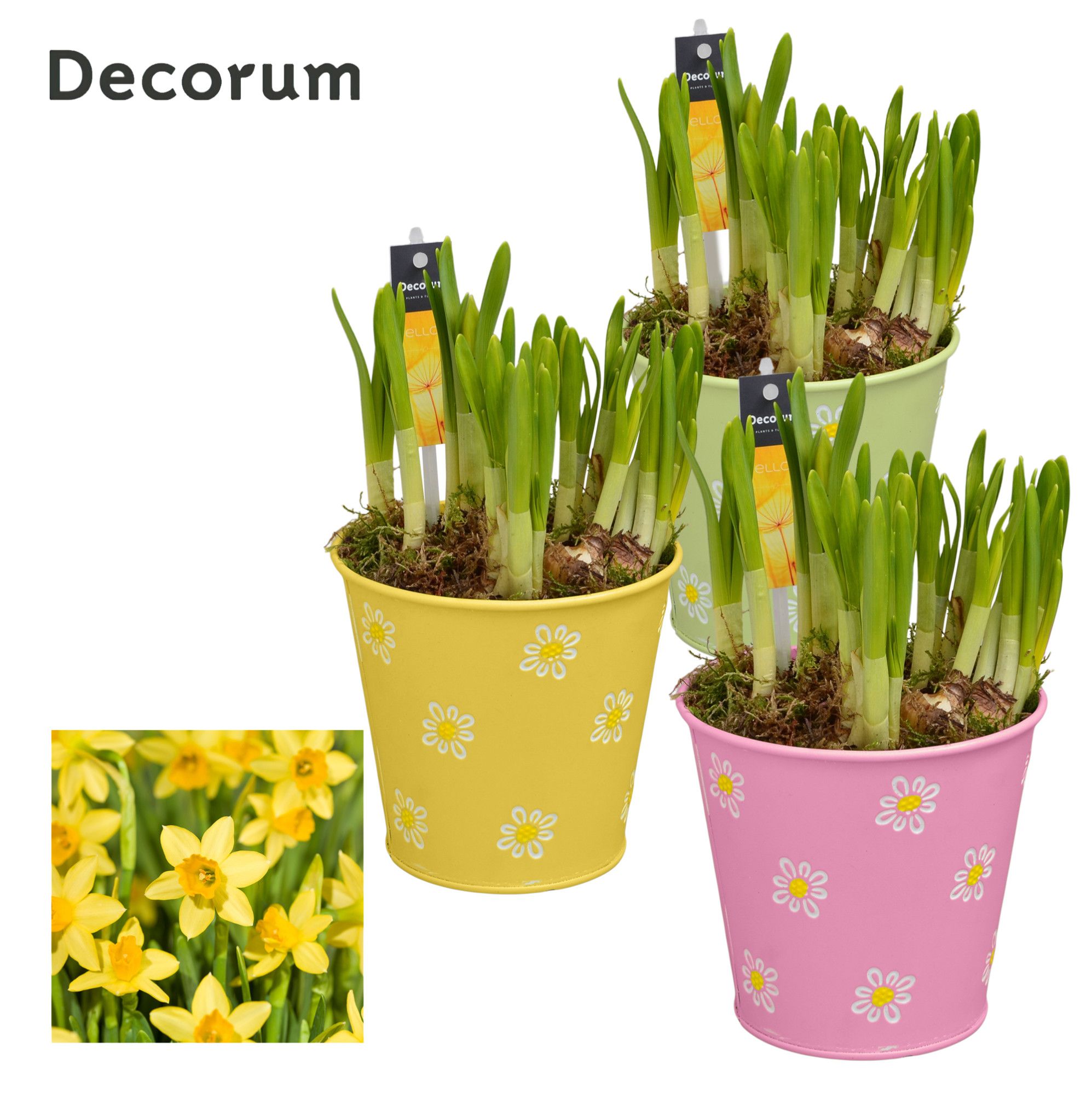 Narcis Fleur Grande GM HL13547, D 13