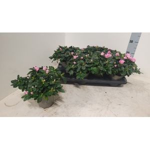 AZALEA P12 Terra Nova licht roze bloemkleur, D 12