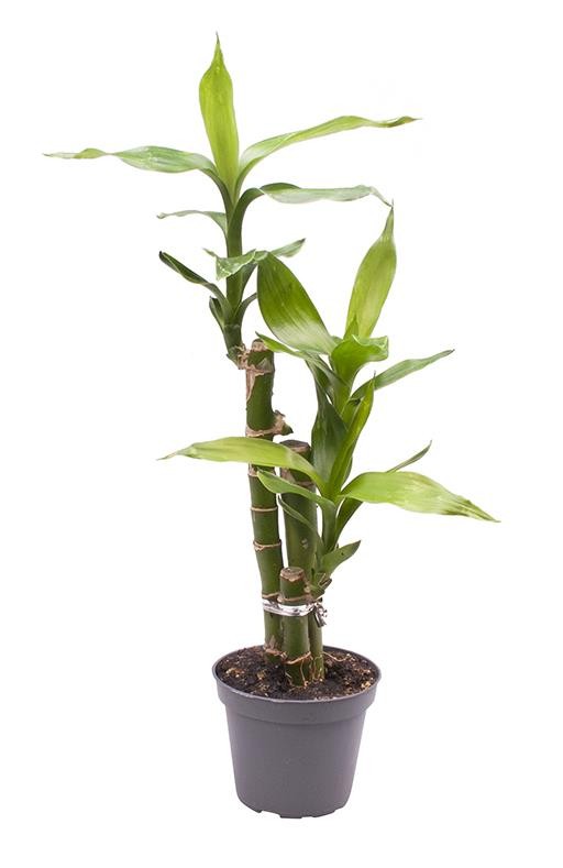 DRACAENA SANDERIANA 'LUCKY BAMBOO', D 6