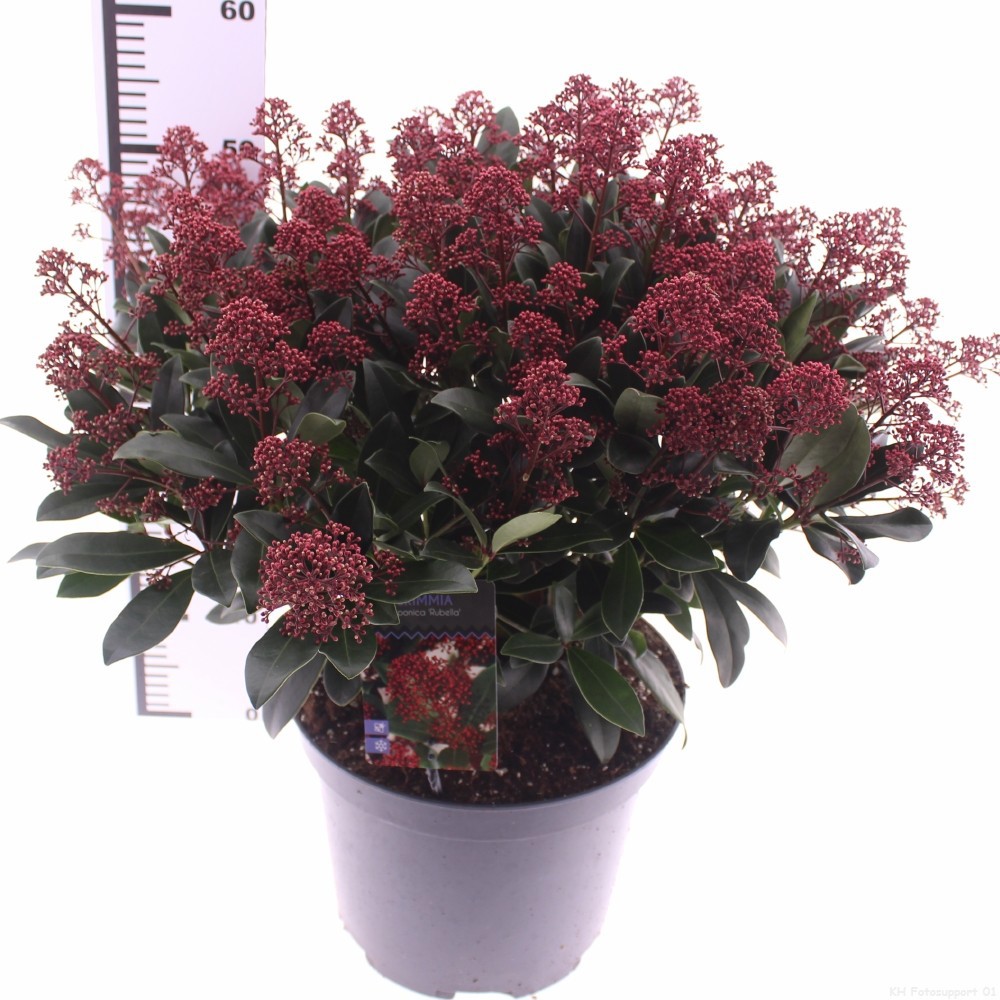 Skimmia jap. 'Rubella', D 29