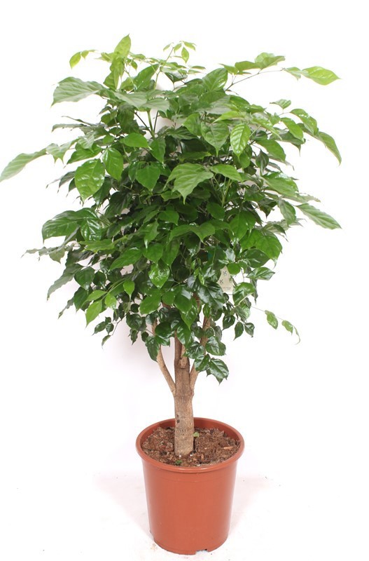 Radermachera hainanensis, D 27