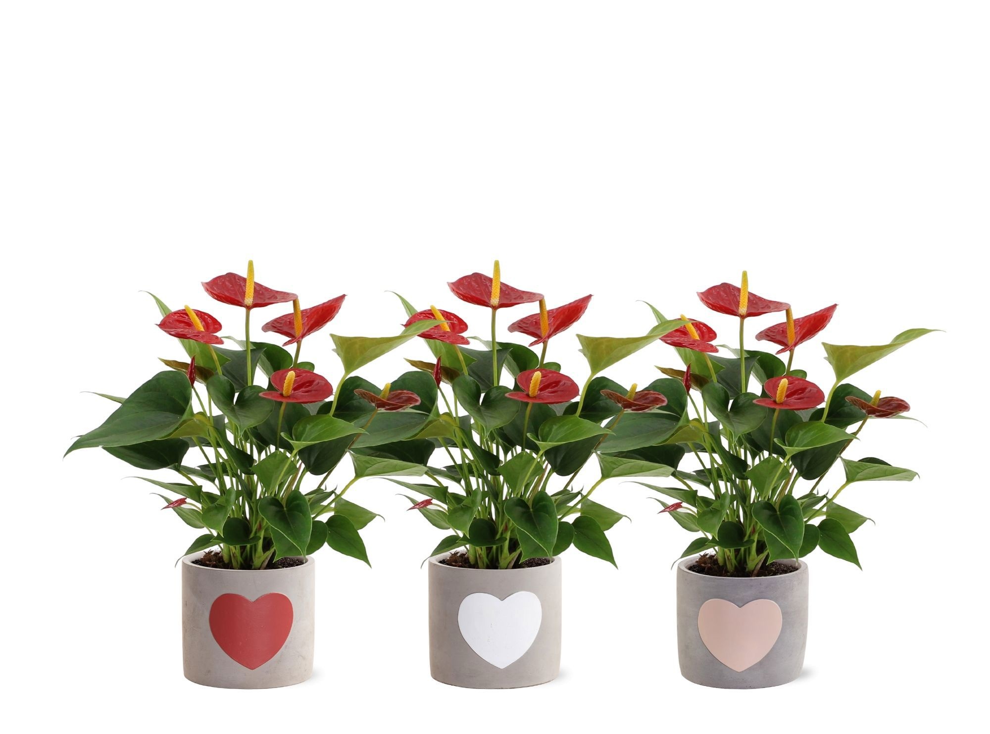 Anthurium Diamond Red in Jolijn 2 ceramics, D 12