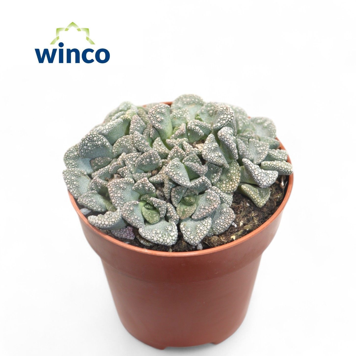 Titanopsis Calcarea, D 8,5