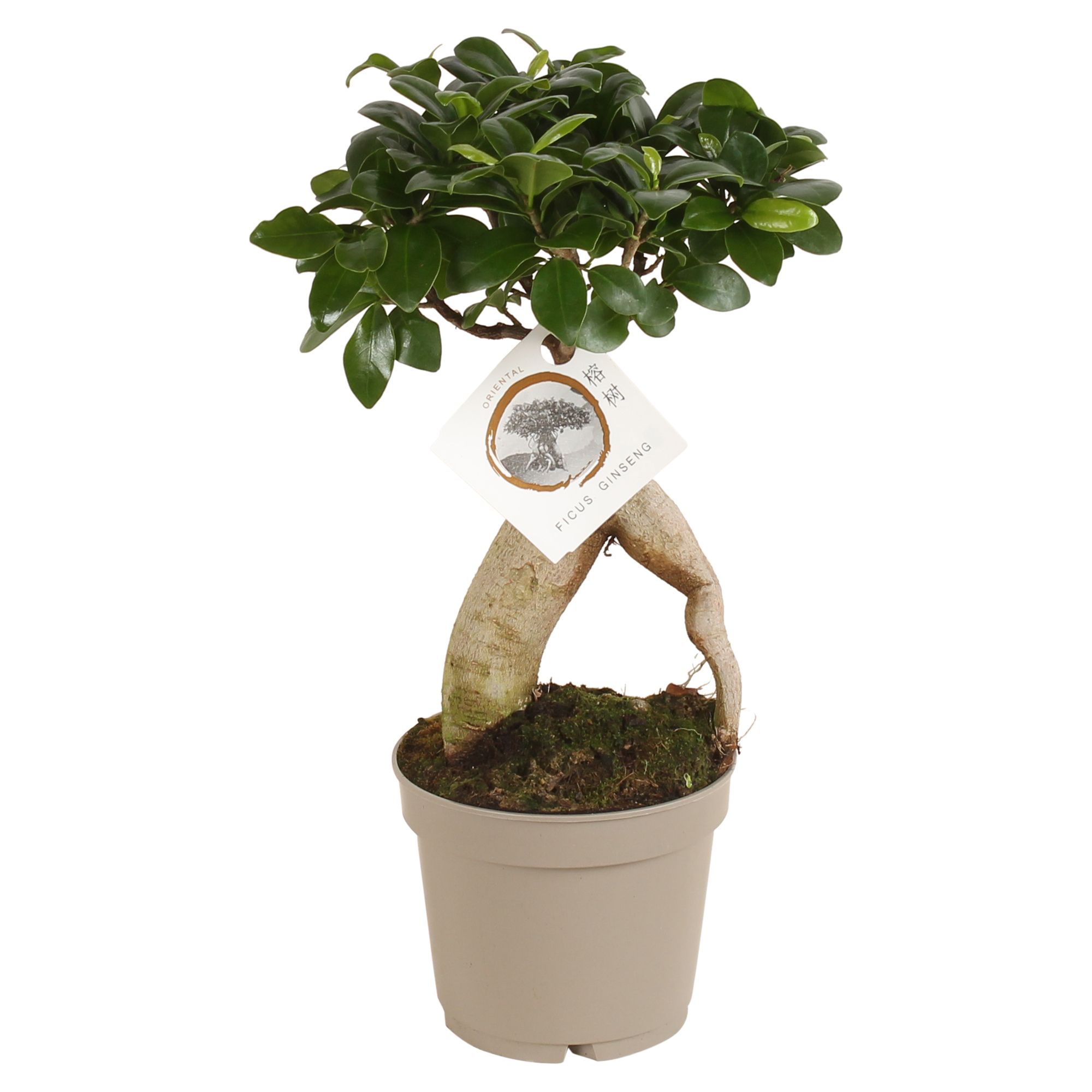 Ficus m. Ginseng pot ø12cm Carbon Free pot, D 12