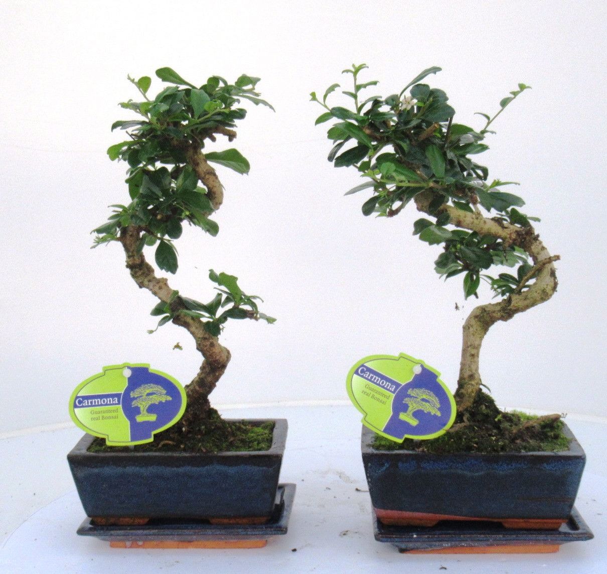 Carmona macrophylla, 15cm., shape, with drip tray, D 15