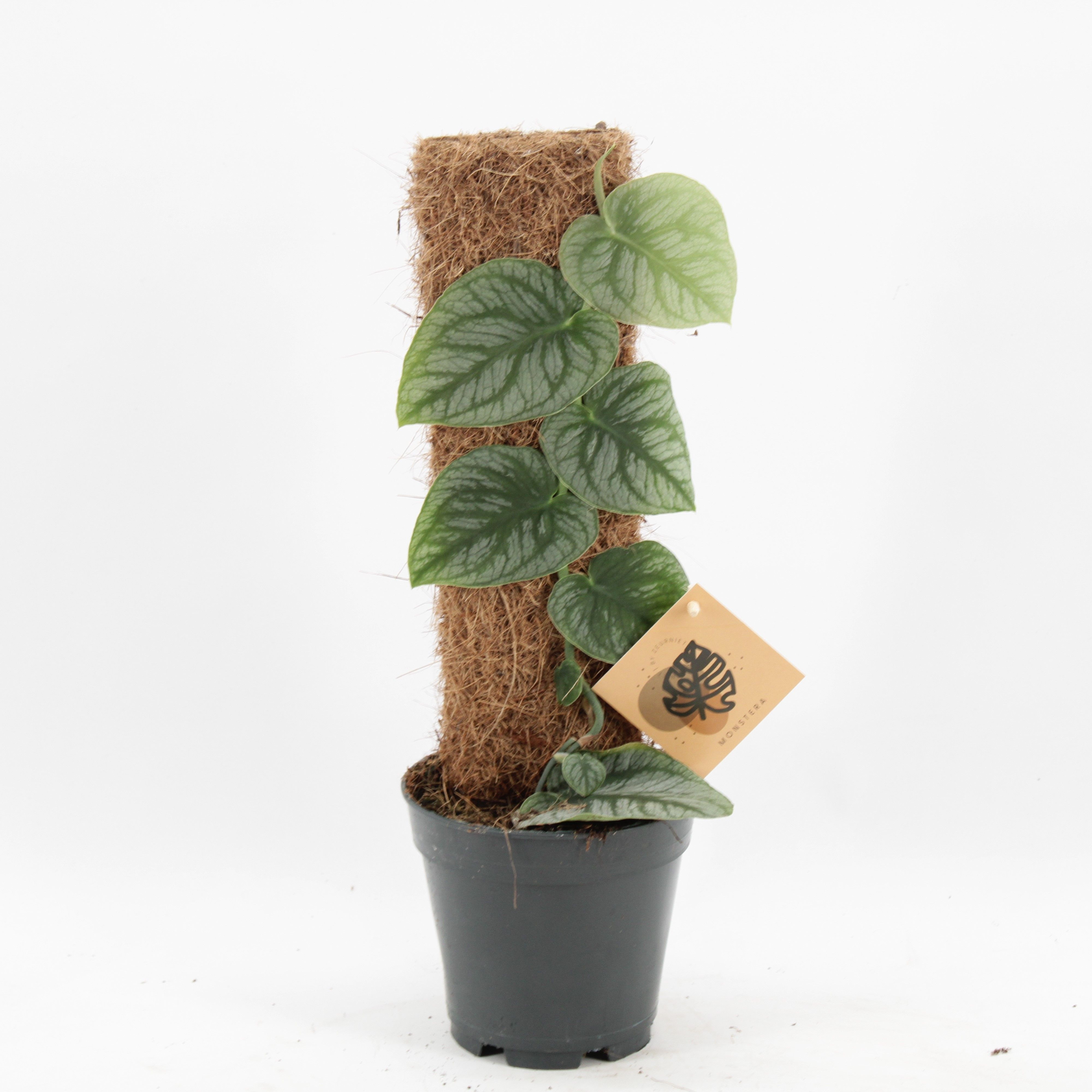 Monstera Dubia, D 14