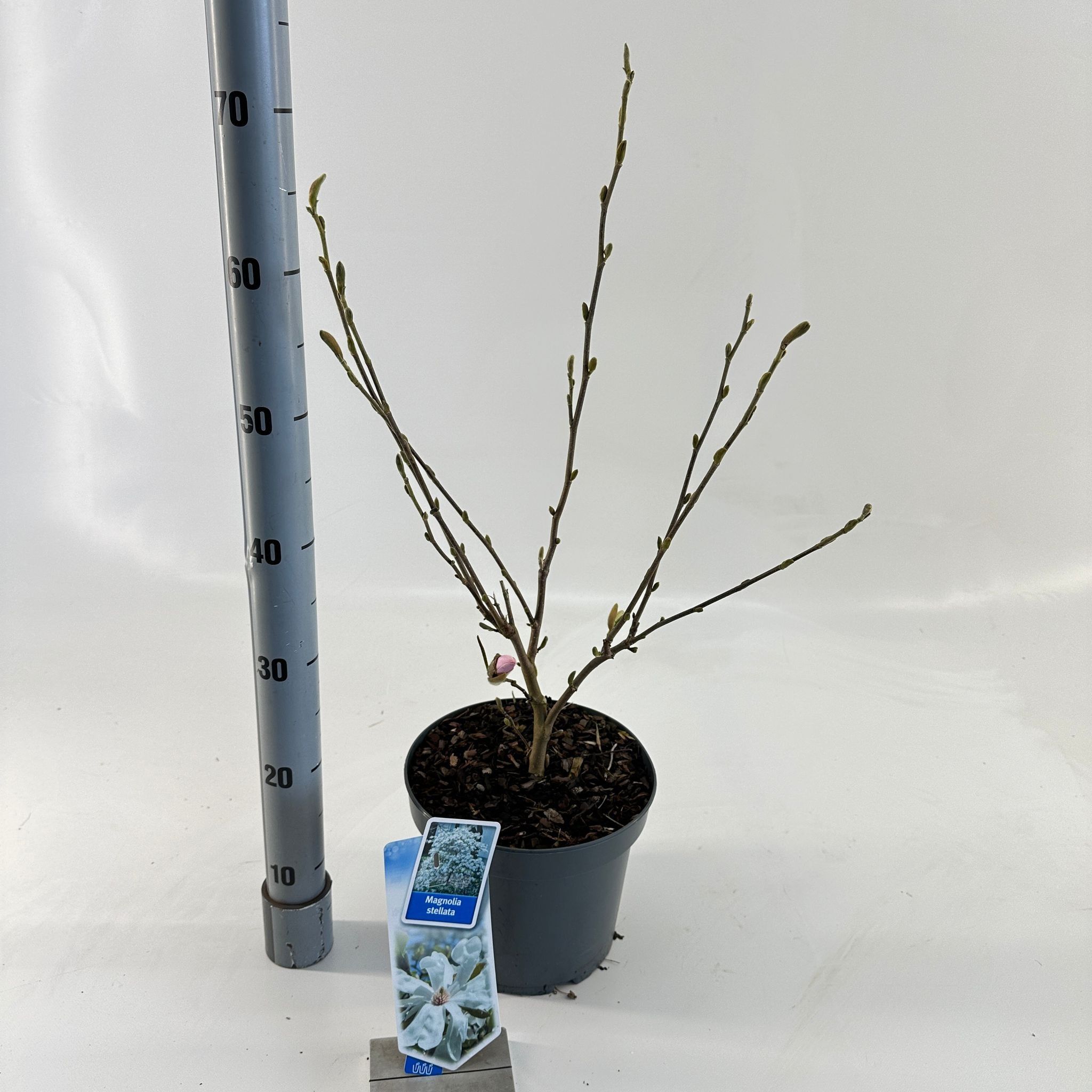 Magnolia stellata, D 23
