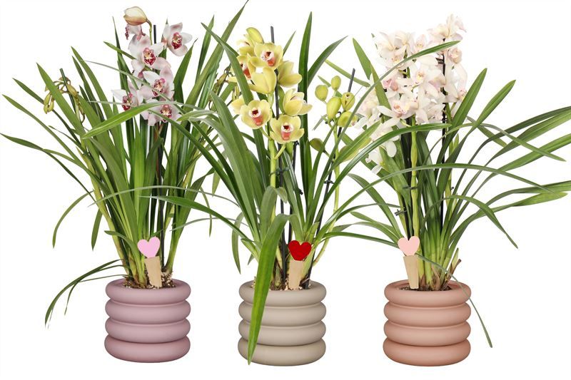 Dolomite p12 Emily mix Cymbidium mix 3T15+, D 12