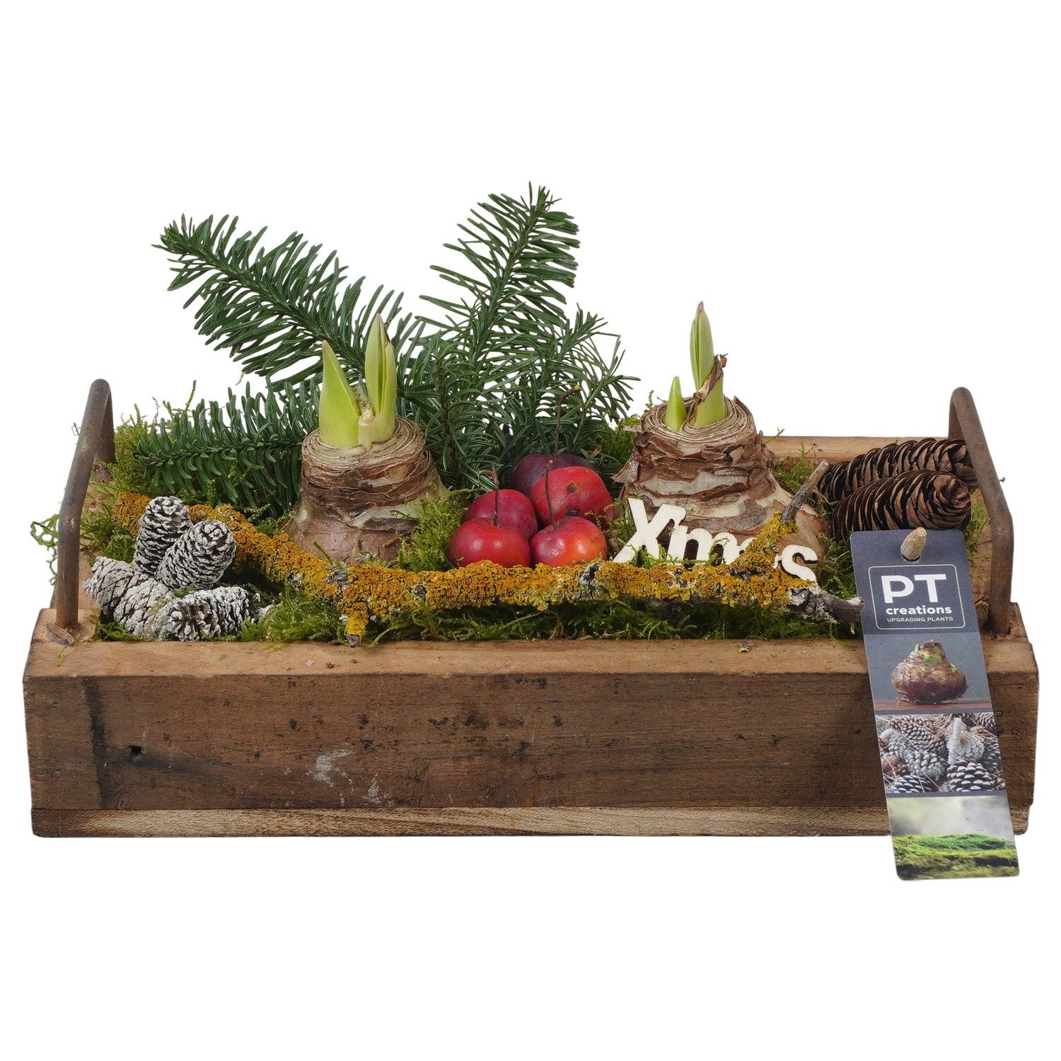 PTACH5882 Arrangement Amaryllis Christmas in houten bak, D 26 cm