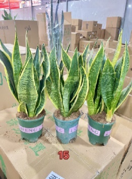 Сансевиерия 0.5 Галлон Пот Хавортиа 14 30