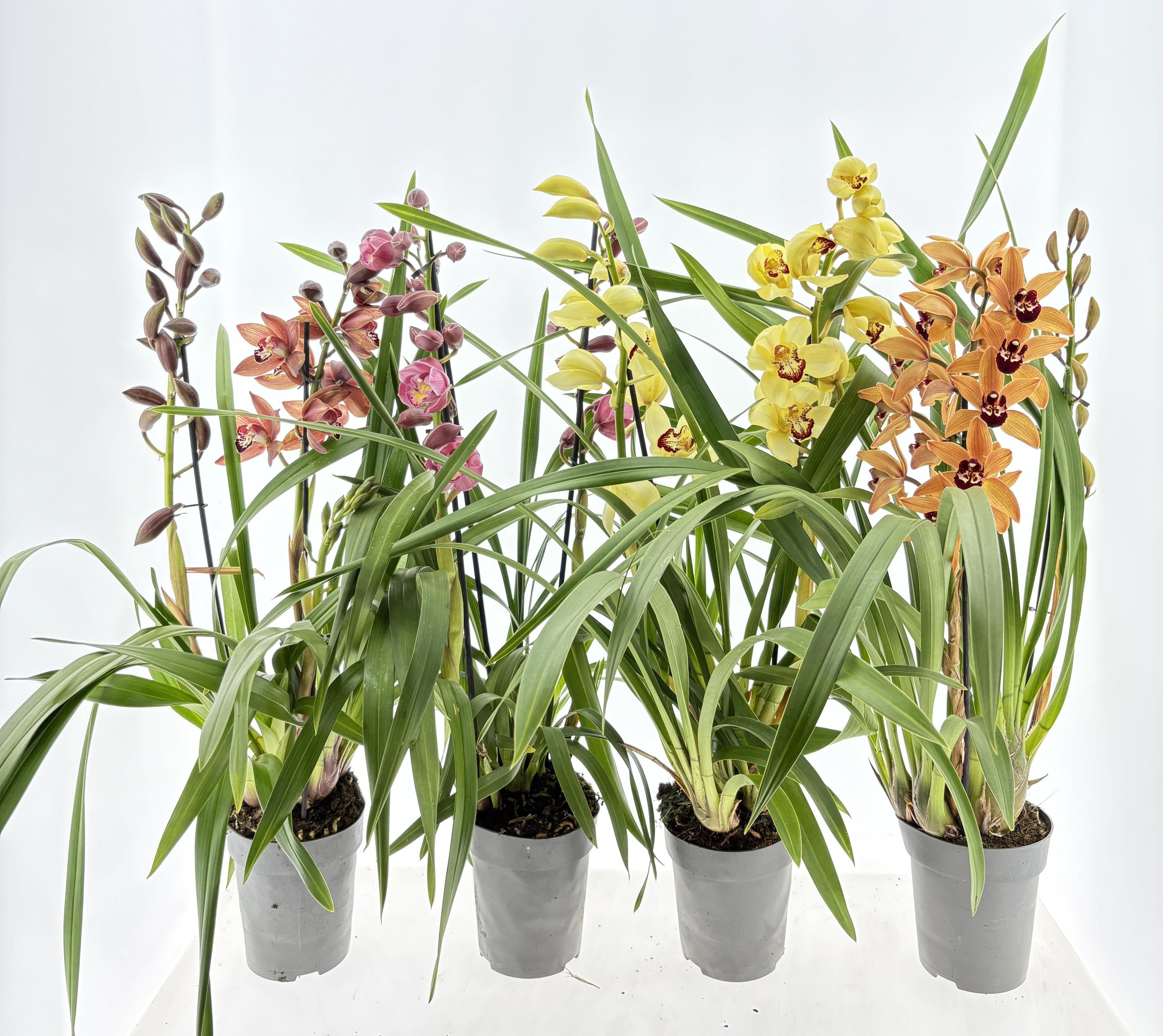 Cymbidium 2-tak mix, D 14