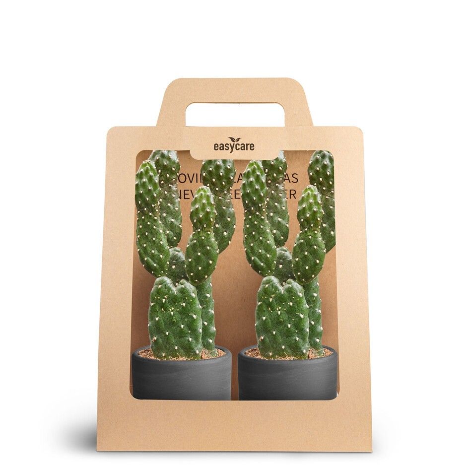 2-Pack Raw Black, Opuntia, D 7