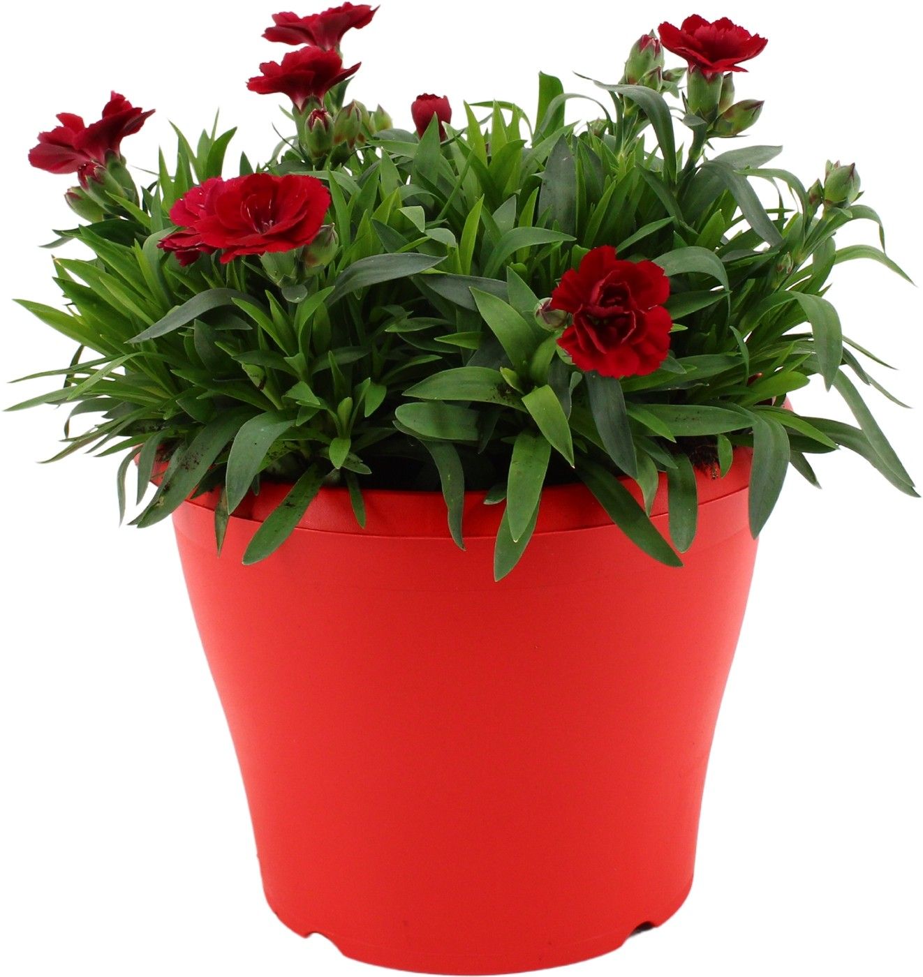 Hello Spring Dianthus Oscar in 19 cm Terras pot Rood, D 19
