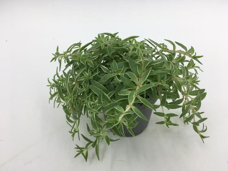 SEDUM LINEARE 'SILVERSTAR', D 6 cm