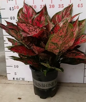 Аглаонема биг лиф энджел 18 45