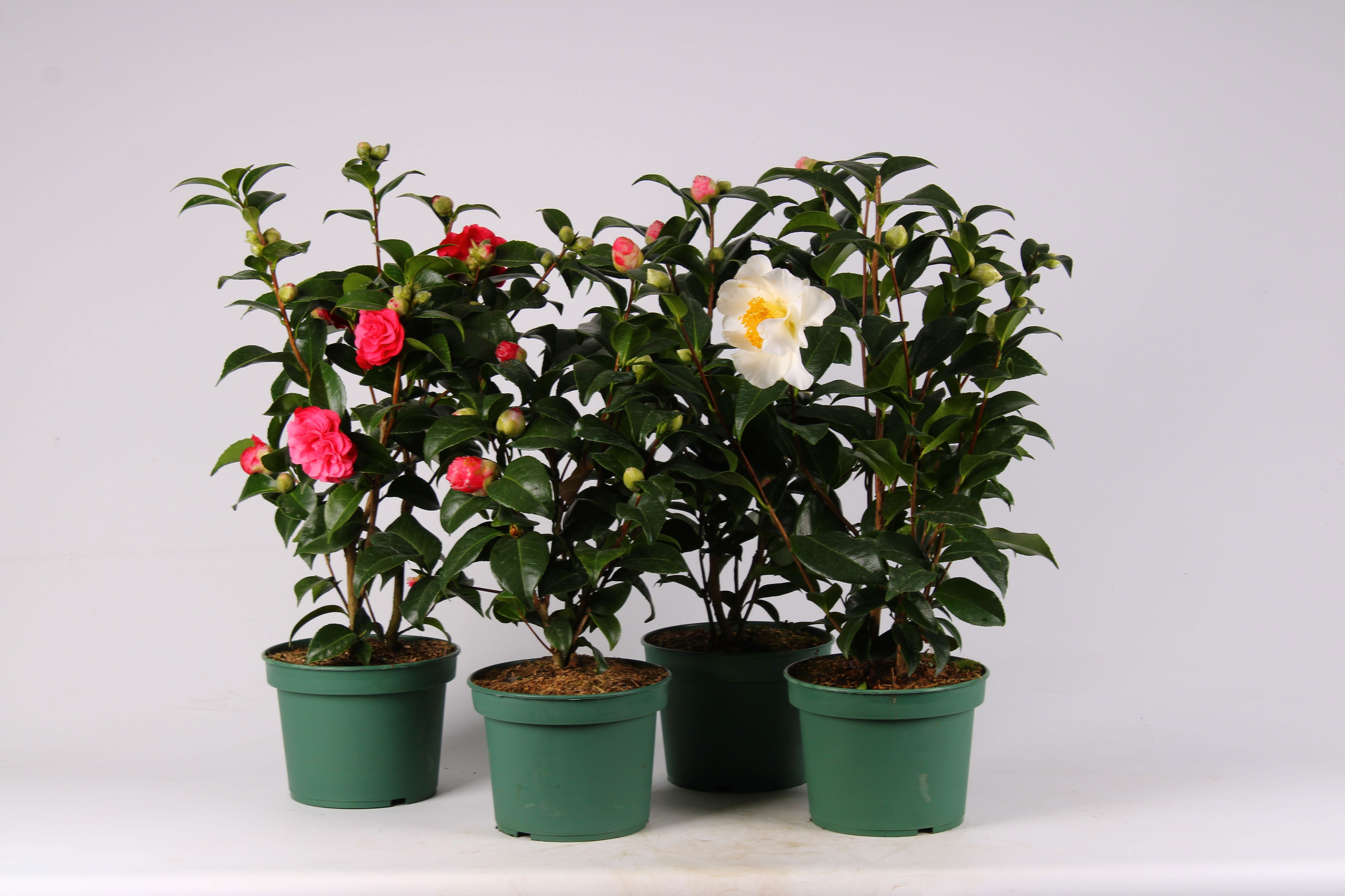 Camellia mixlaag P19, D 19