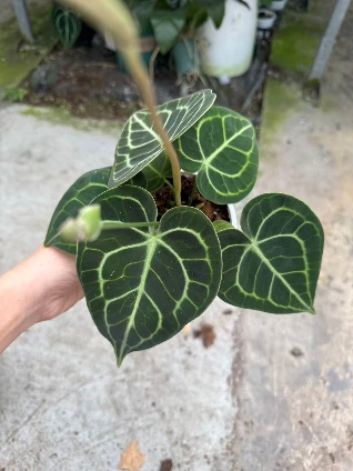 Алоказия 0.4 галлон Кляйн 14 28