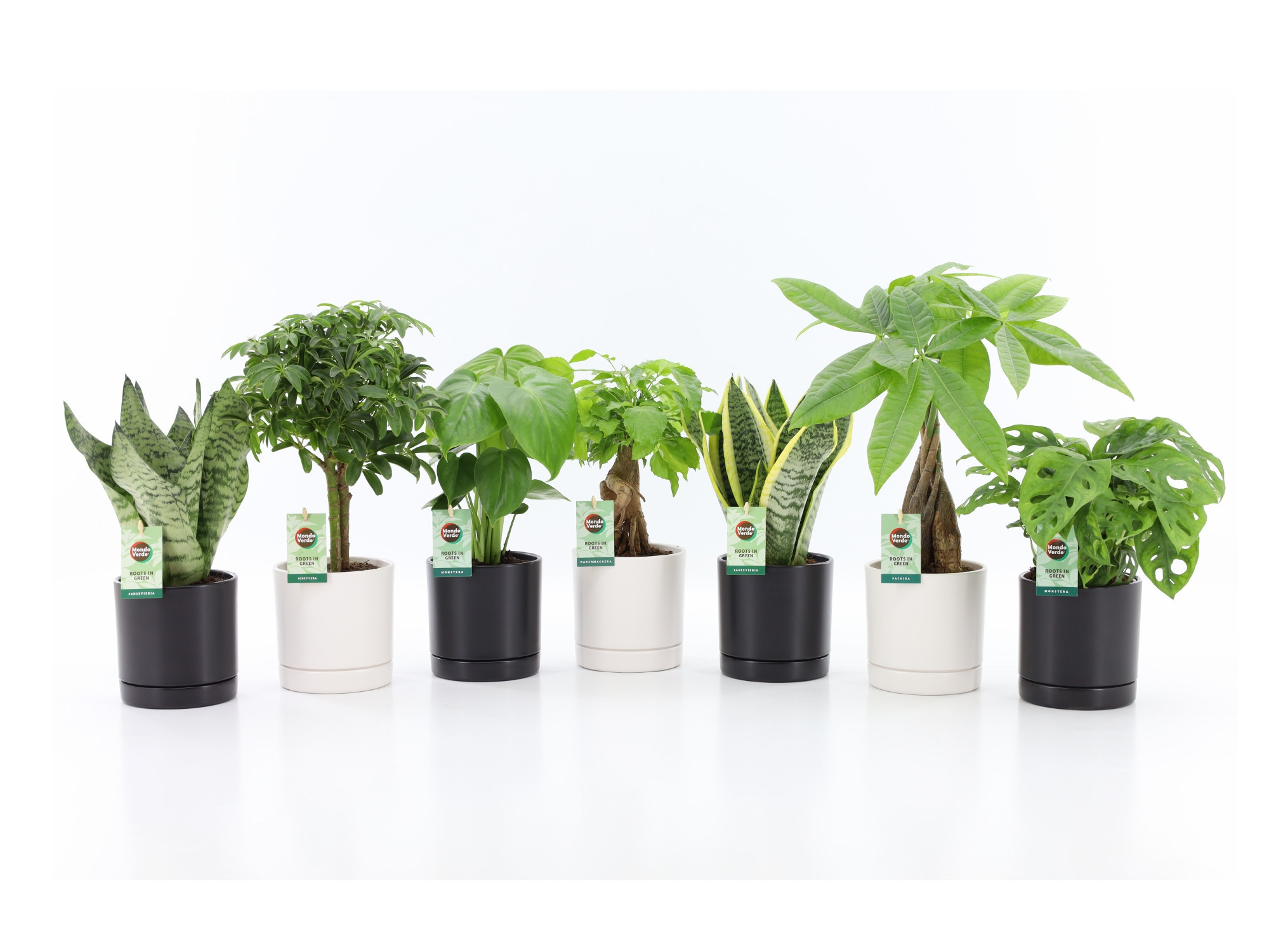 Easy to Care Mix in Hainan, D 13