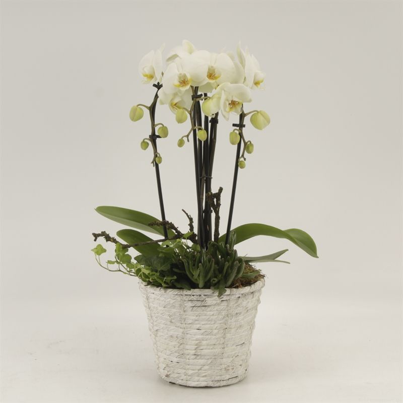 Phalaenopsis Elegant Cascade Mand Daphne triboga wit arrangement, D 19