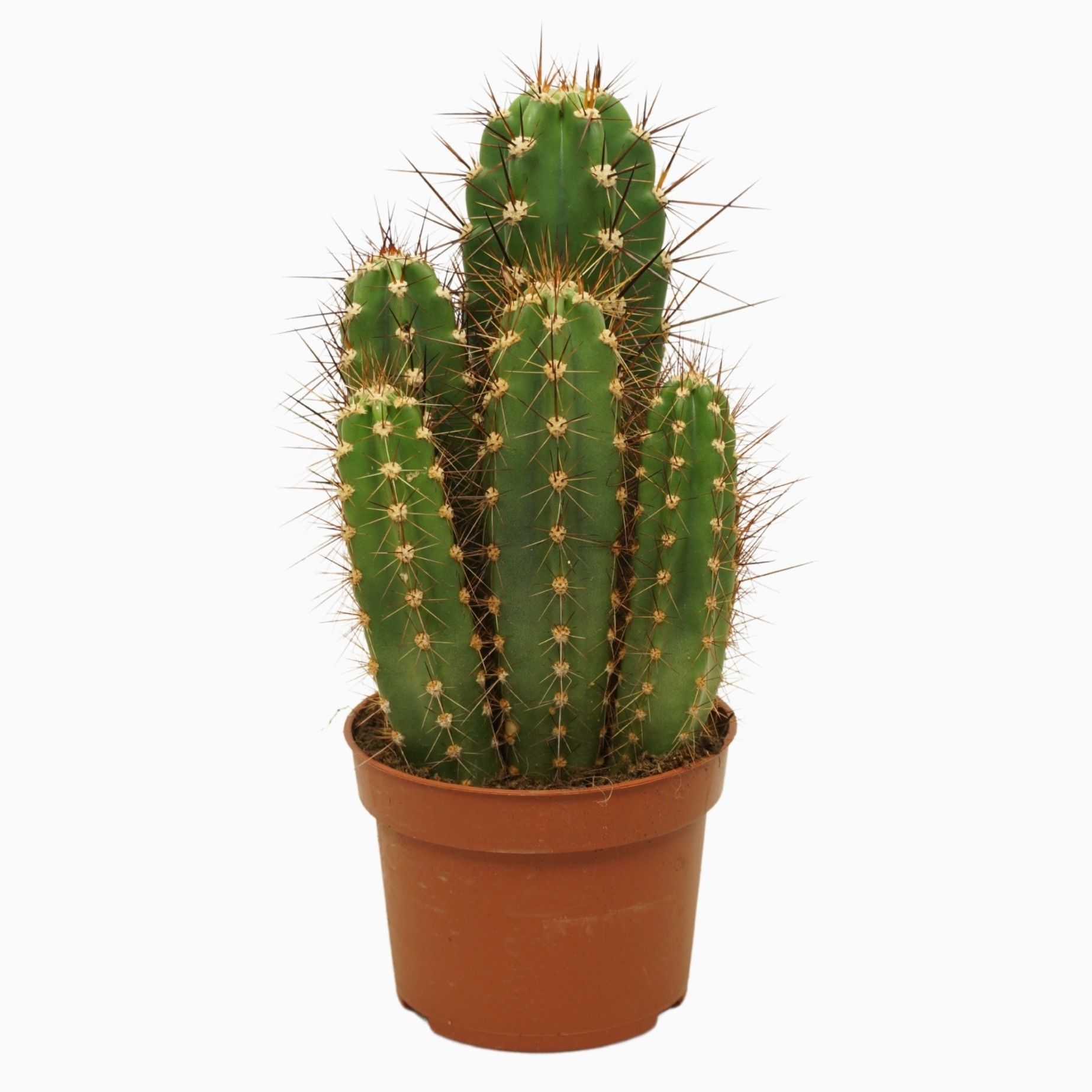 Neocardenasia herzogiana 10,5 cm, D 10,5