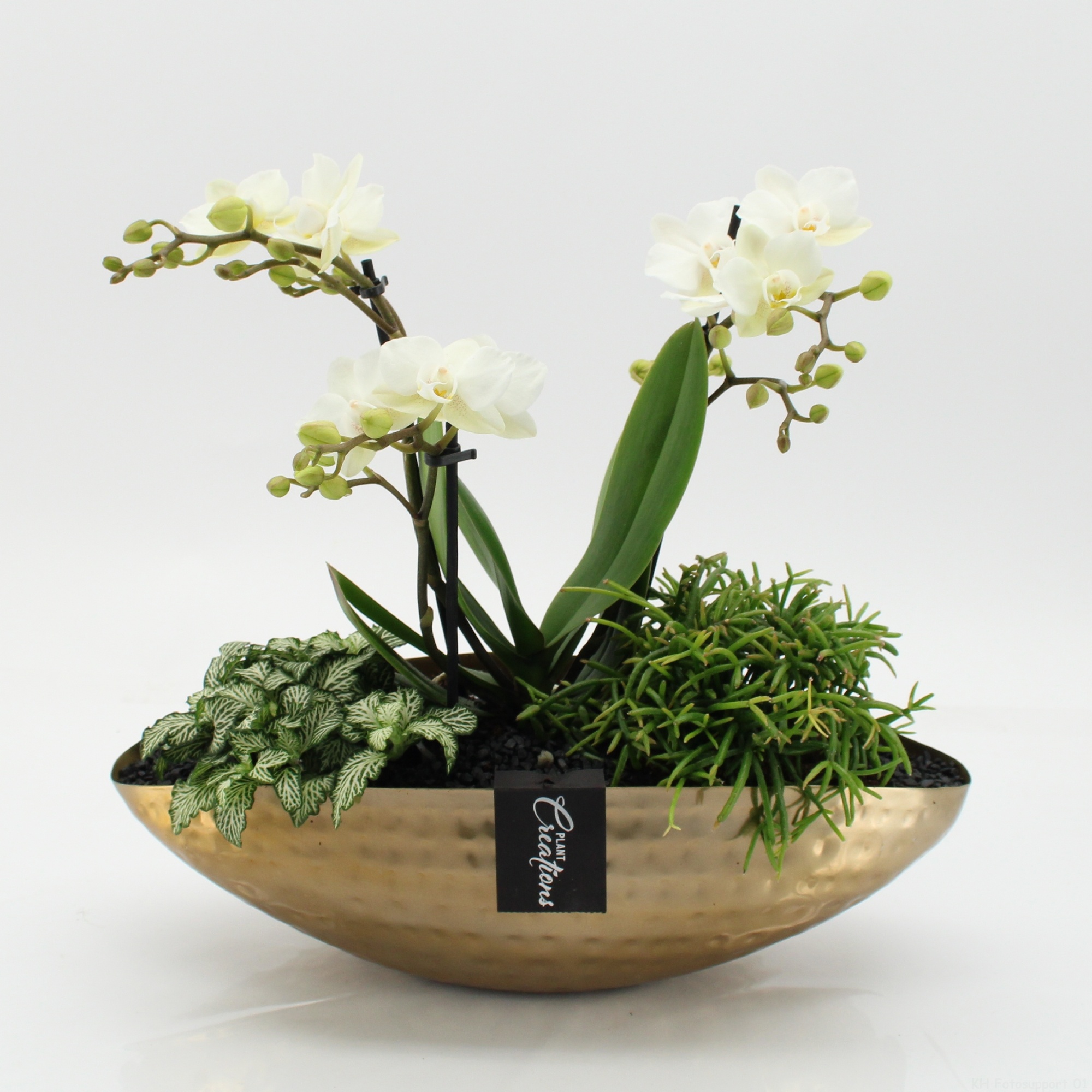 PHAL-2654 Phalaenopsis creatie, D 35