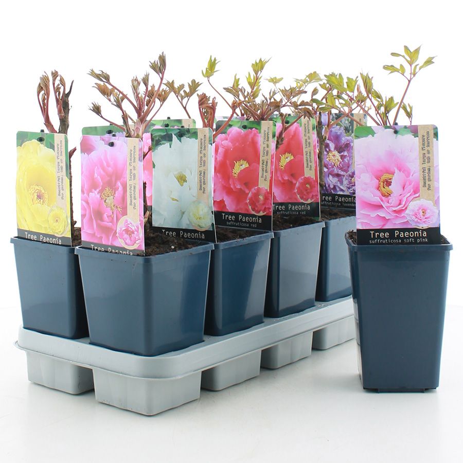 Paeonia suffruticosa MIX C1.5 (15cm.), D 15