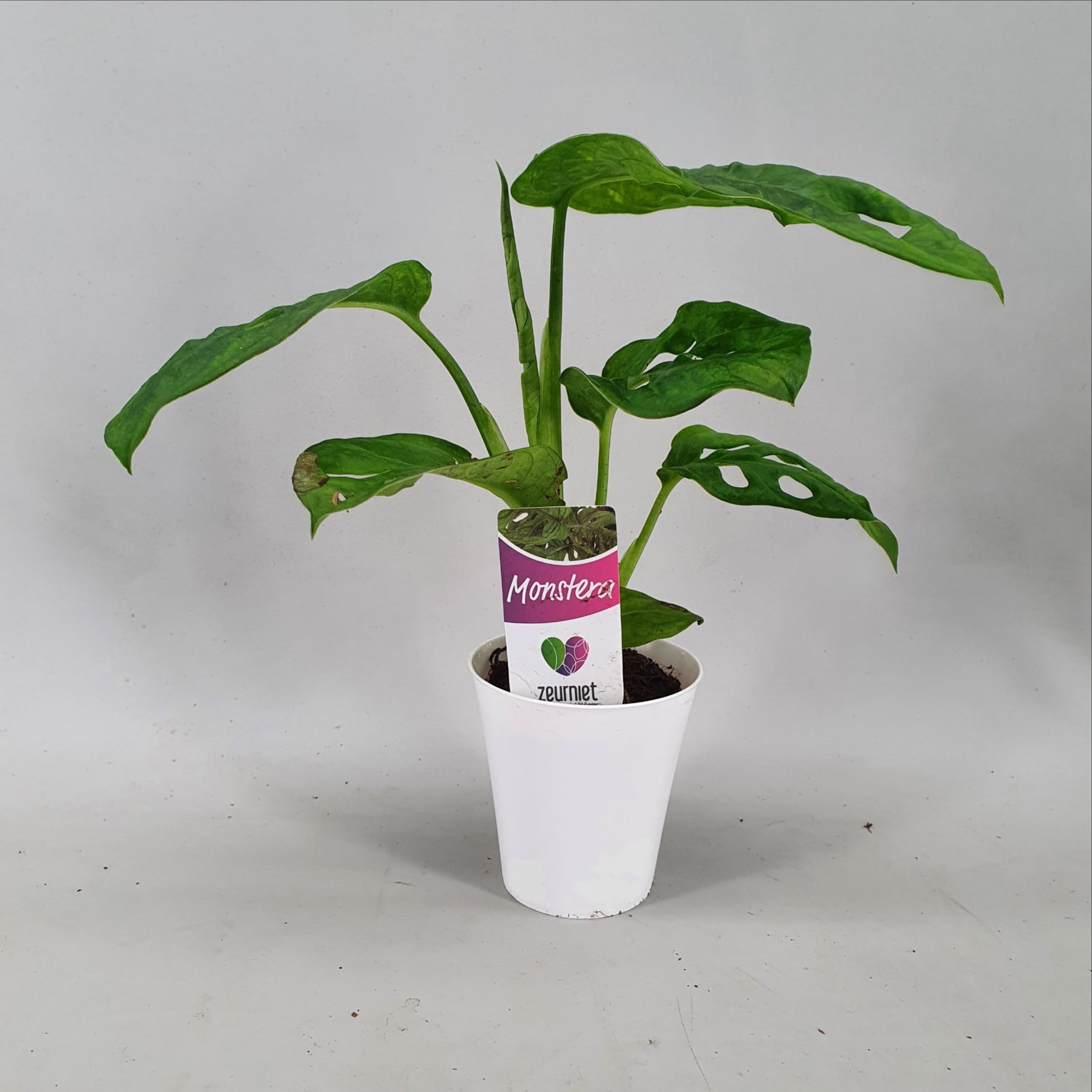Monstera Monkey Leaf Mini in Linge pot Wit, D 6,5